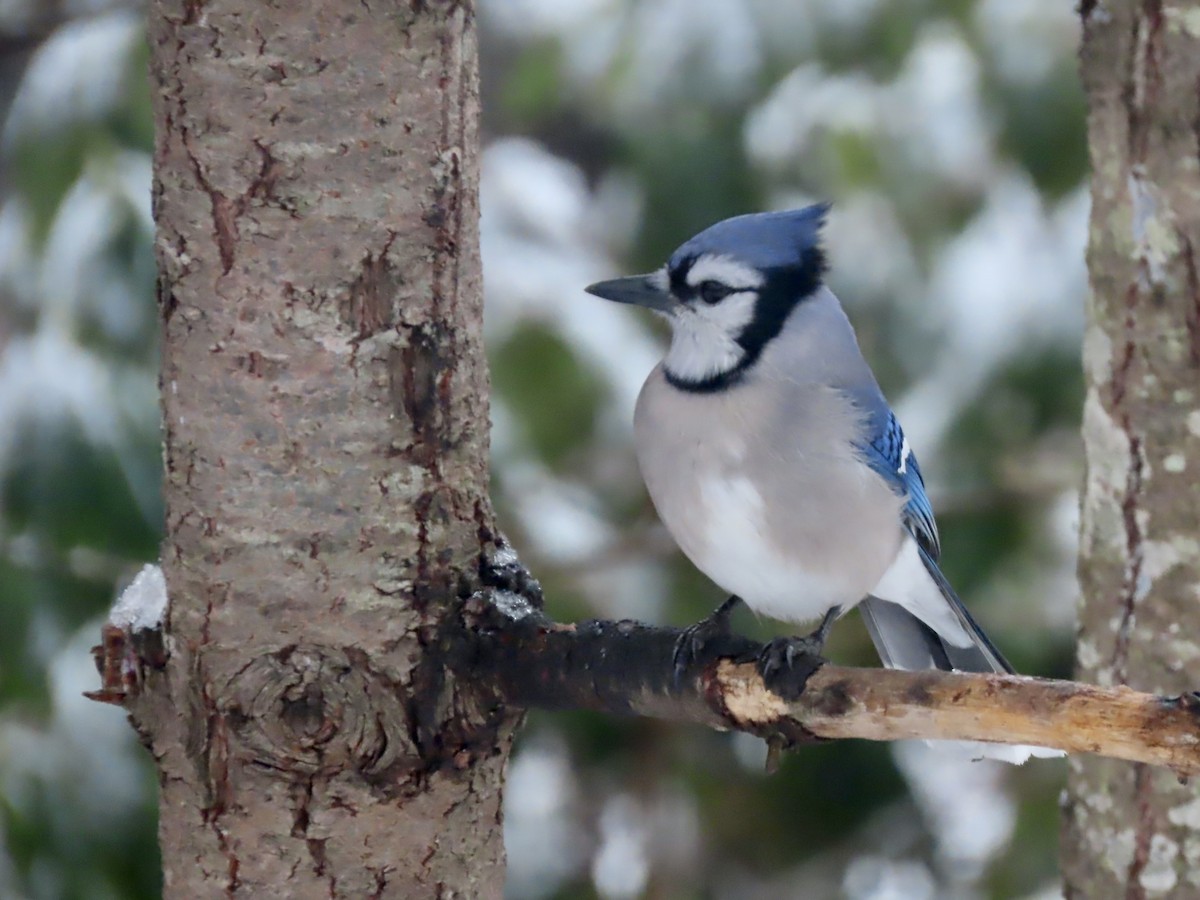 Blue Jay - ML647481546