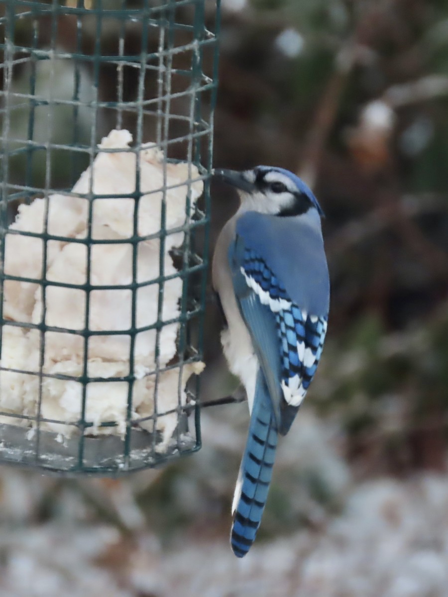 Blue Jay - ML647481547