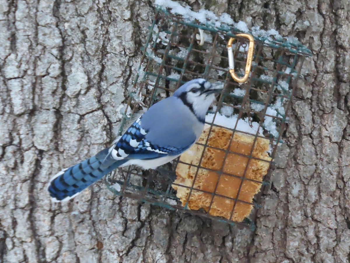 Blue Jay - ML647481548