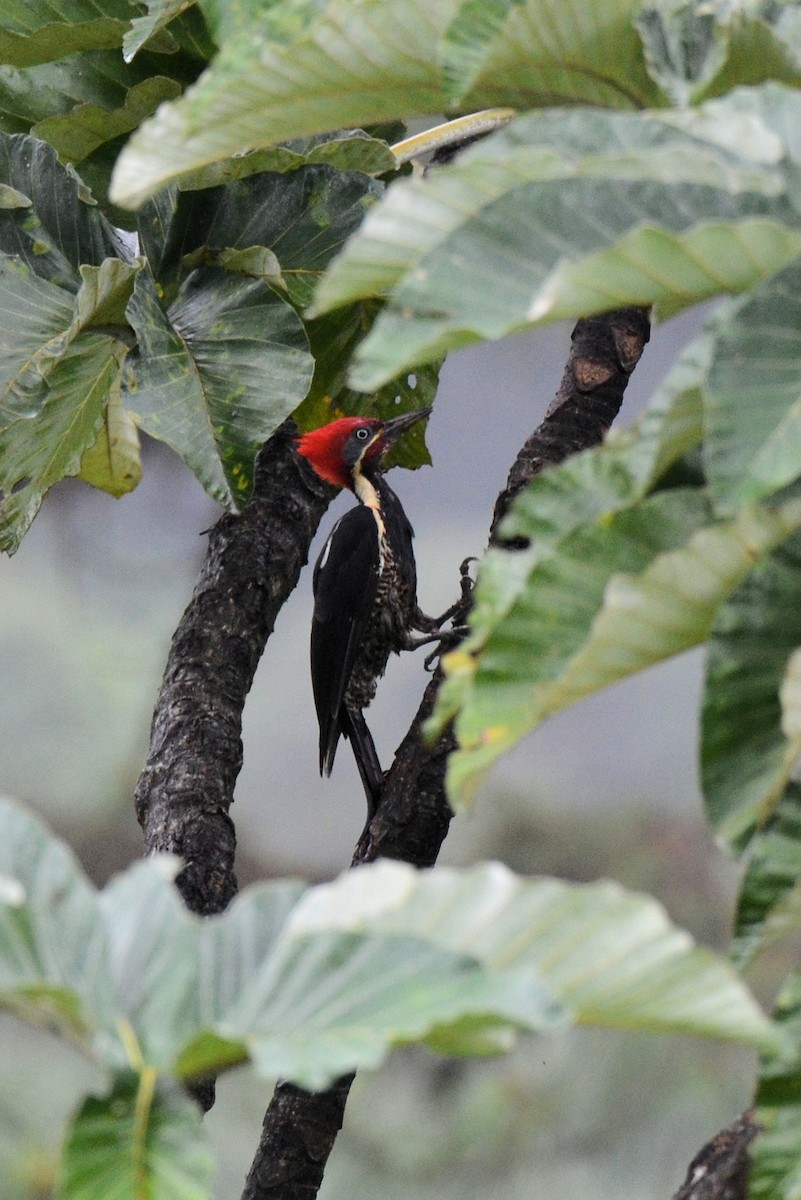 Lineated Woodpecker - ML647481549