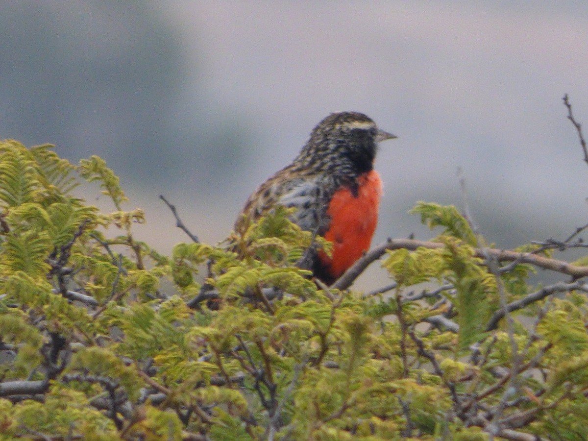 Peruvian Meadowlark - ML647481554