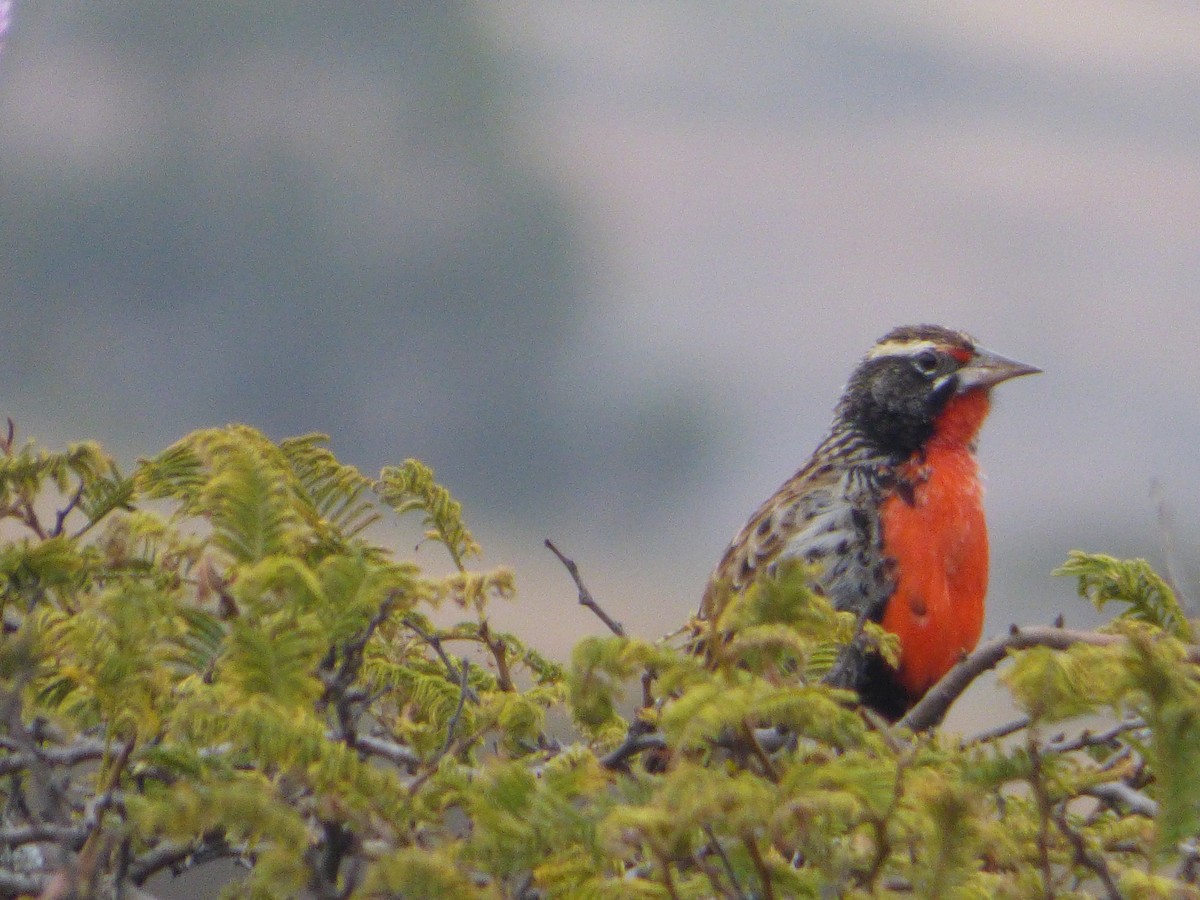 Peruvian Meadowlark - ML647481561