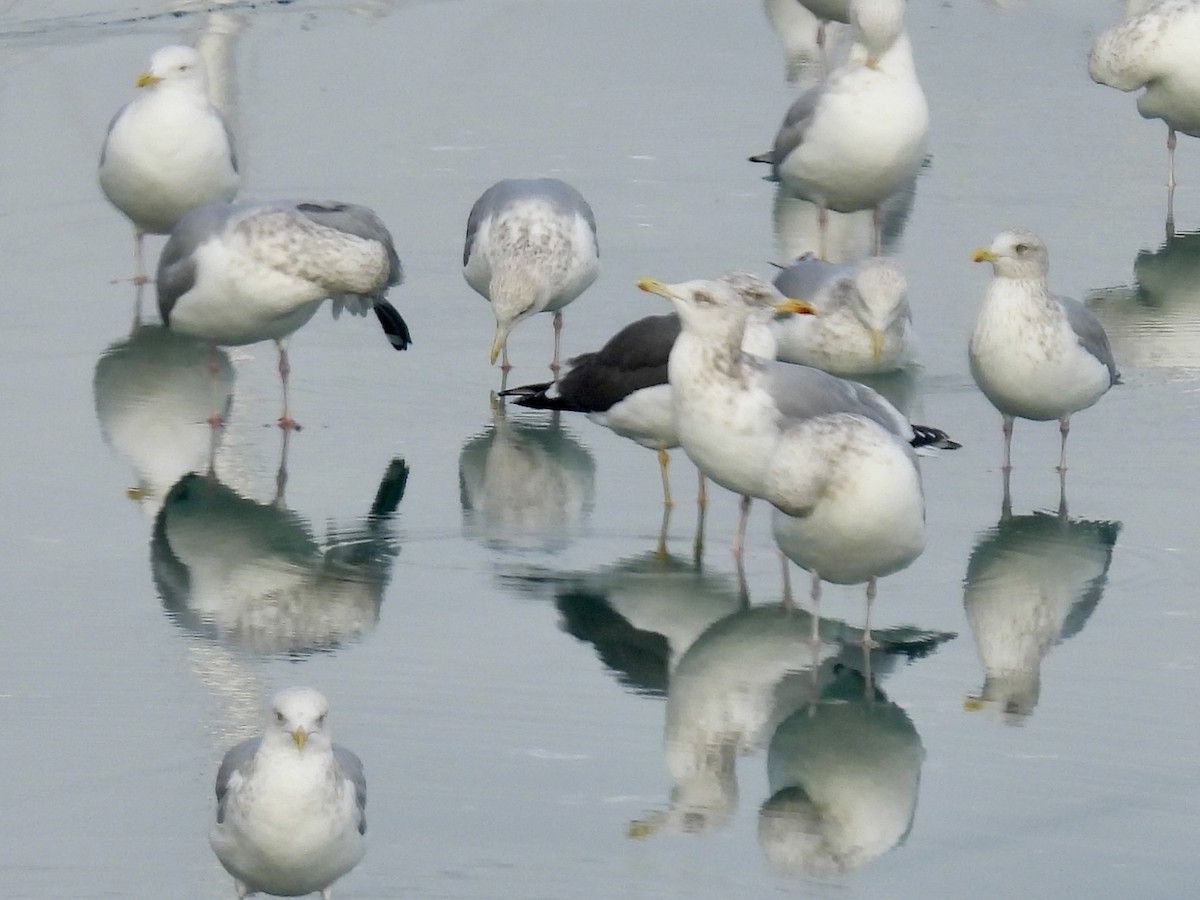 Lesser Black-backed Gull - ML647481599