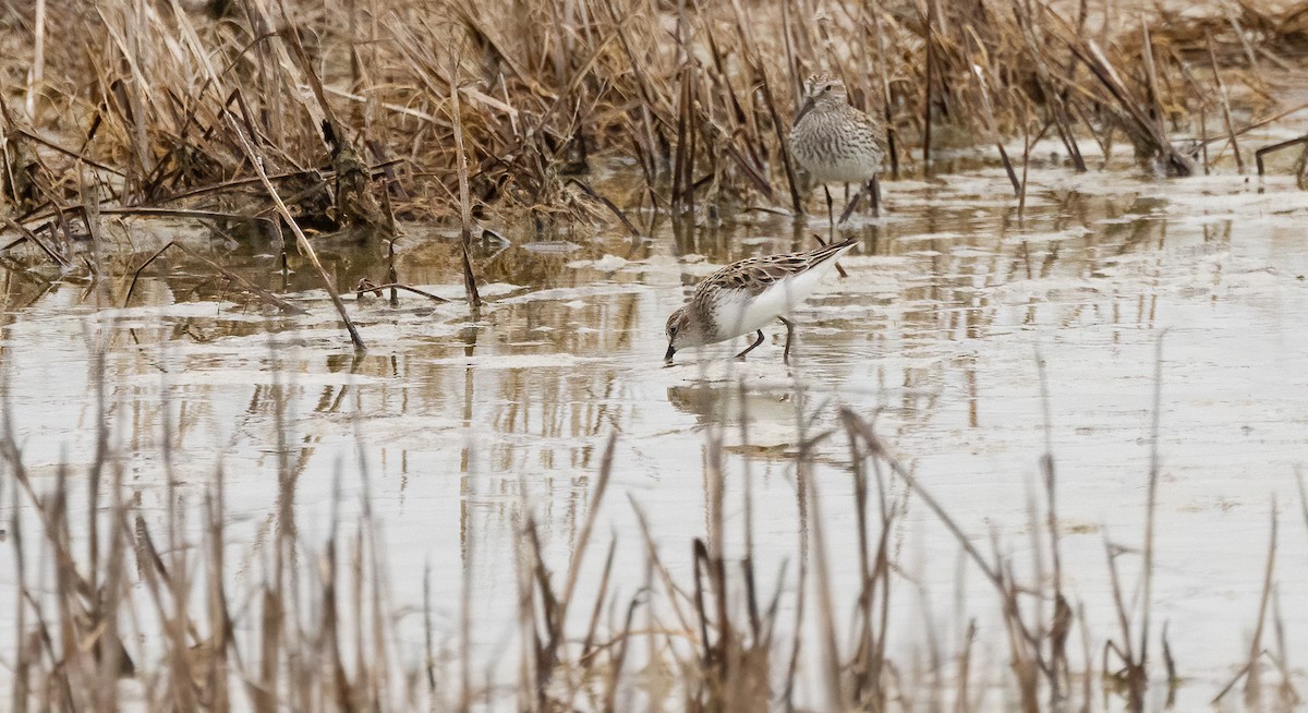 Bécasseau semipalmé - ML647481618