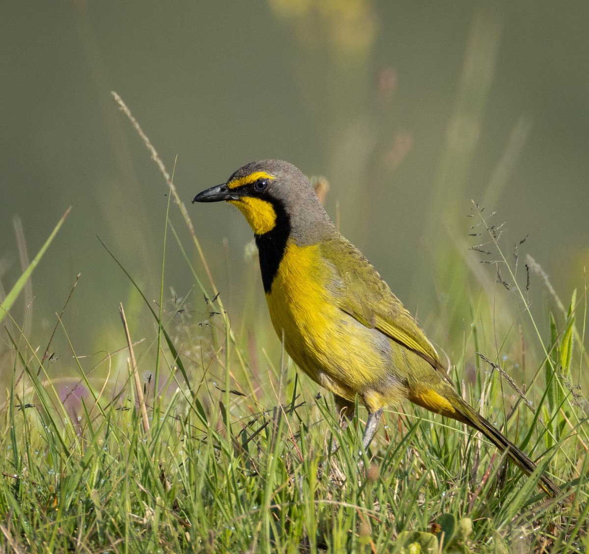 Bokmakierie - ML647481627