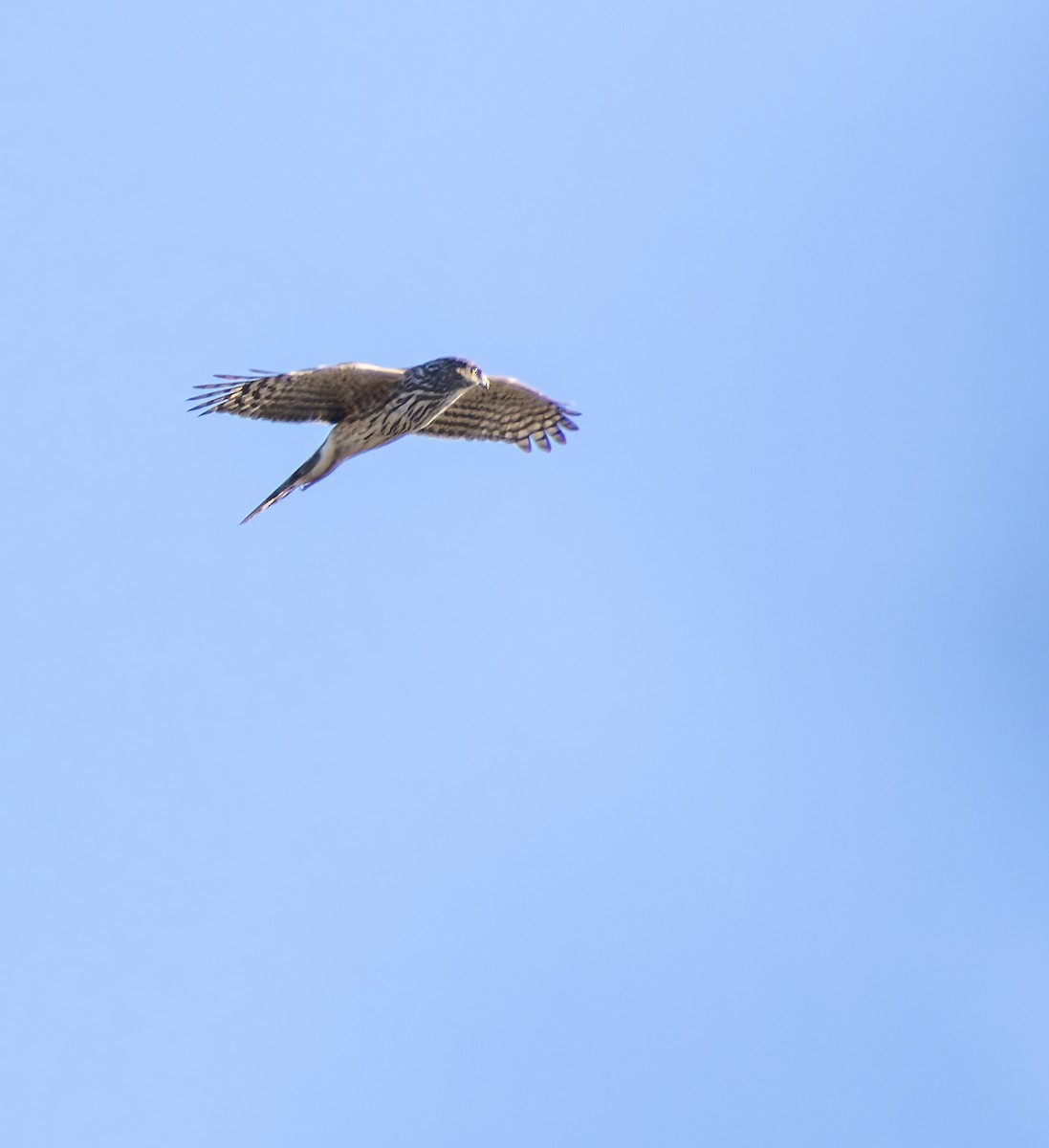 Cooper's Hawk - ML647481643
