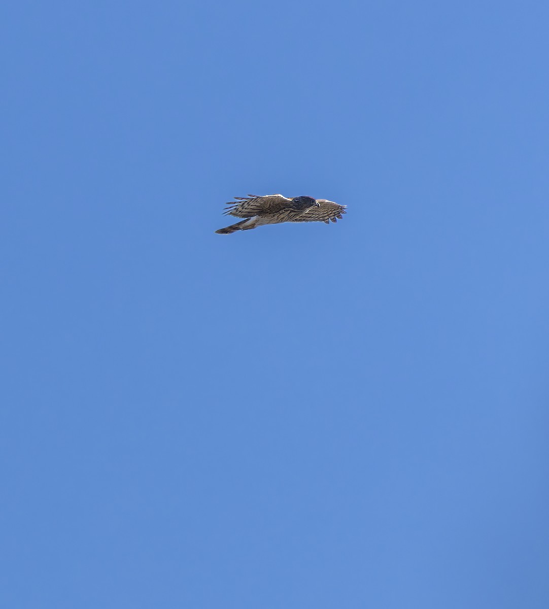 Cooper's Hawk - ML647481644