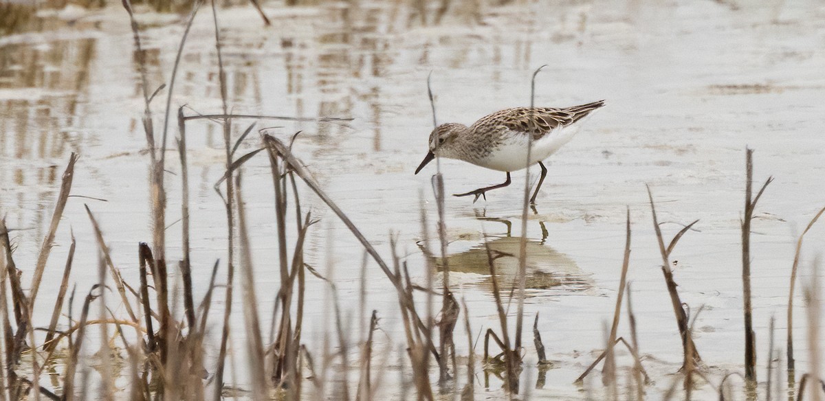 Bécasseau semipalmé - ML647481647