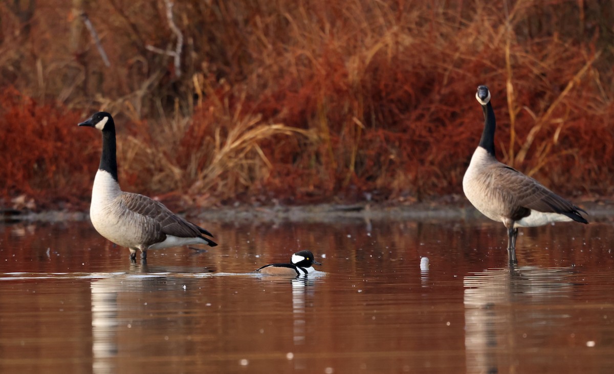 Канадская казарка - ML647481649