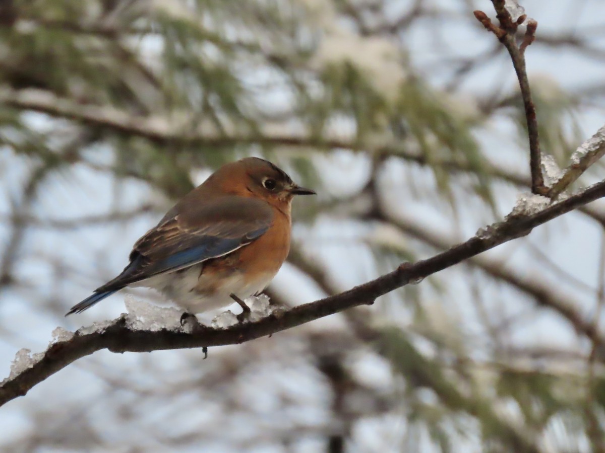 Eastern Bluebird - ML647481667
