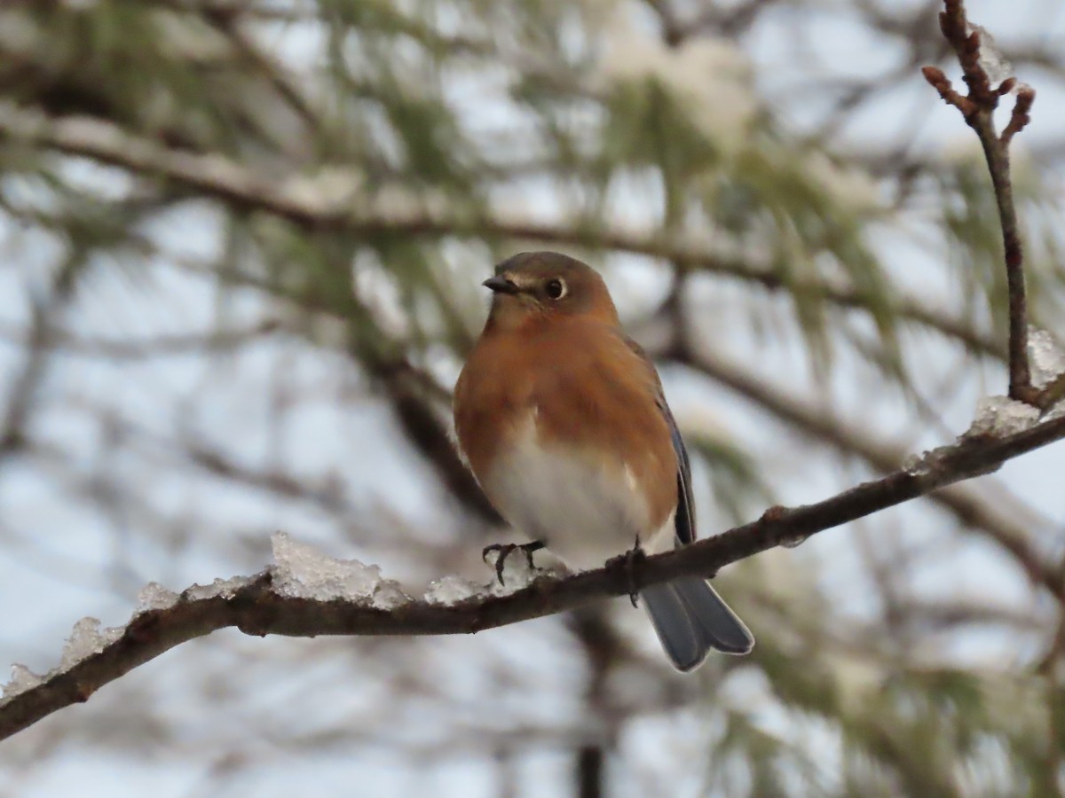 Eastern Bluebird - ML647481668