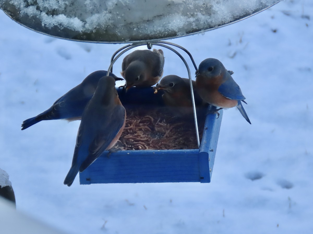 Eastern Bluebird - ML647481670