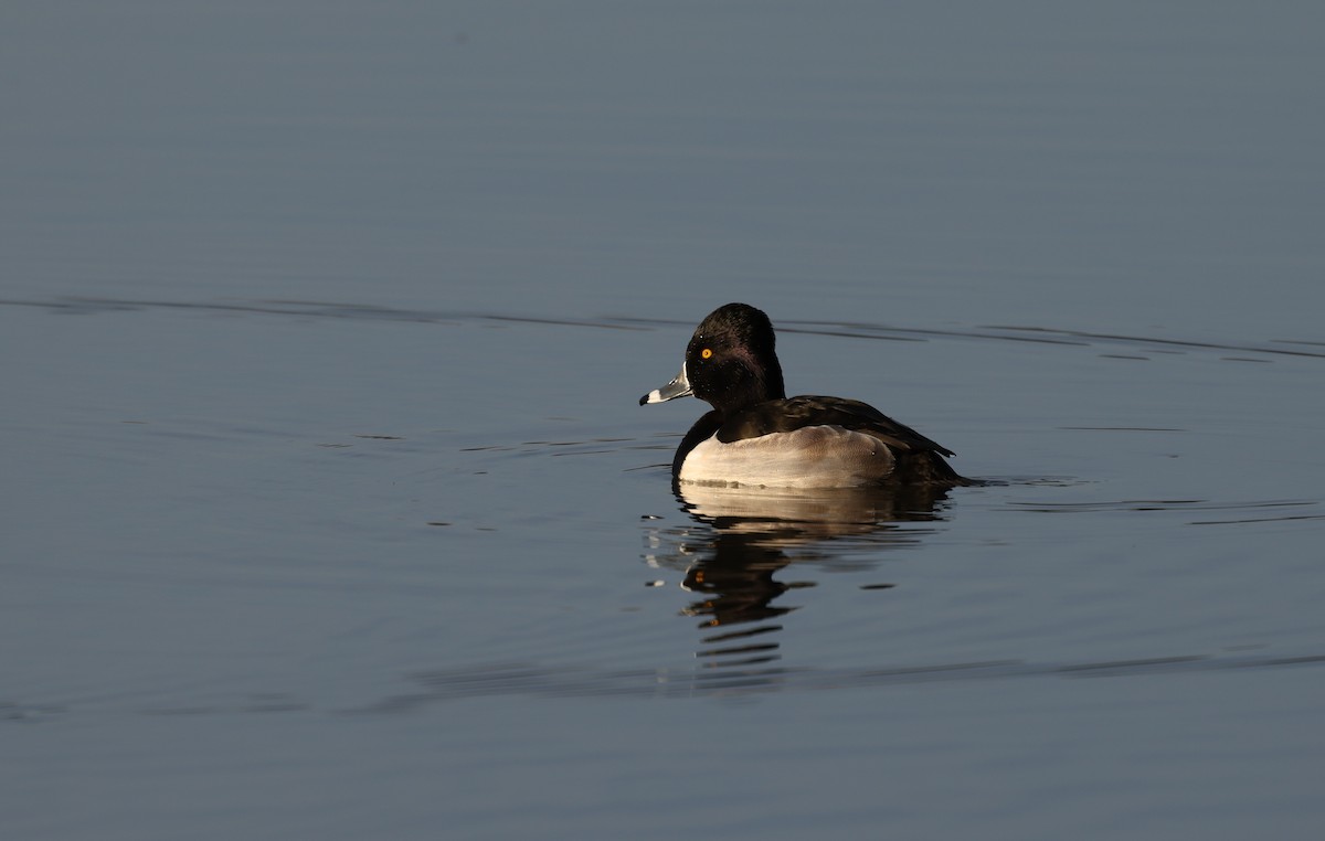 Кольчатая чернеть - ML647481674