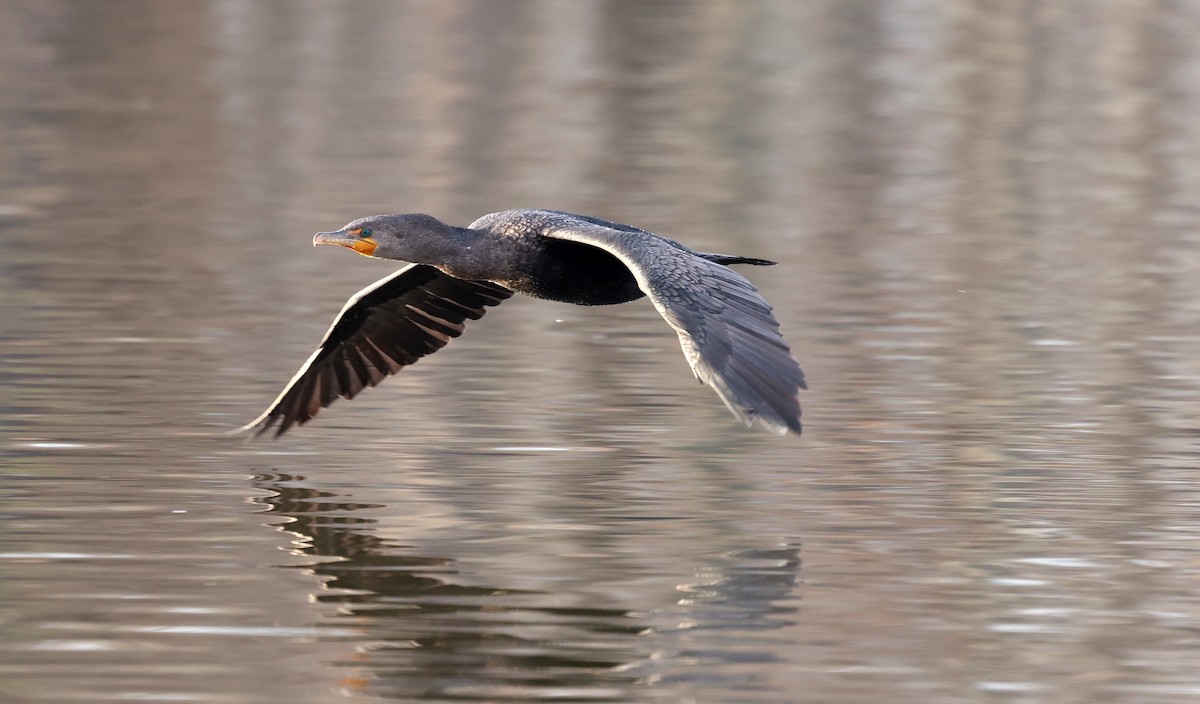 Ушастый баклан - ML647481679