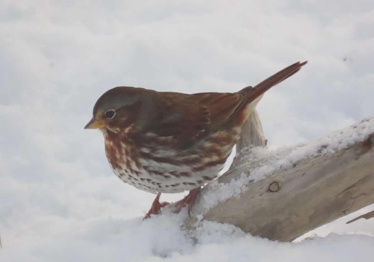 Chingolo Zorruno - ML647481683