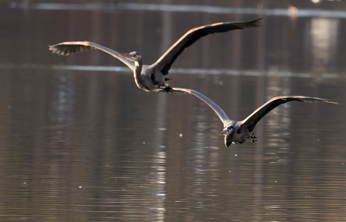 Большая голубая цапля - ML647481687