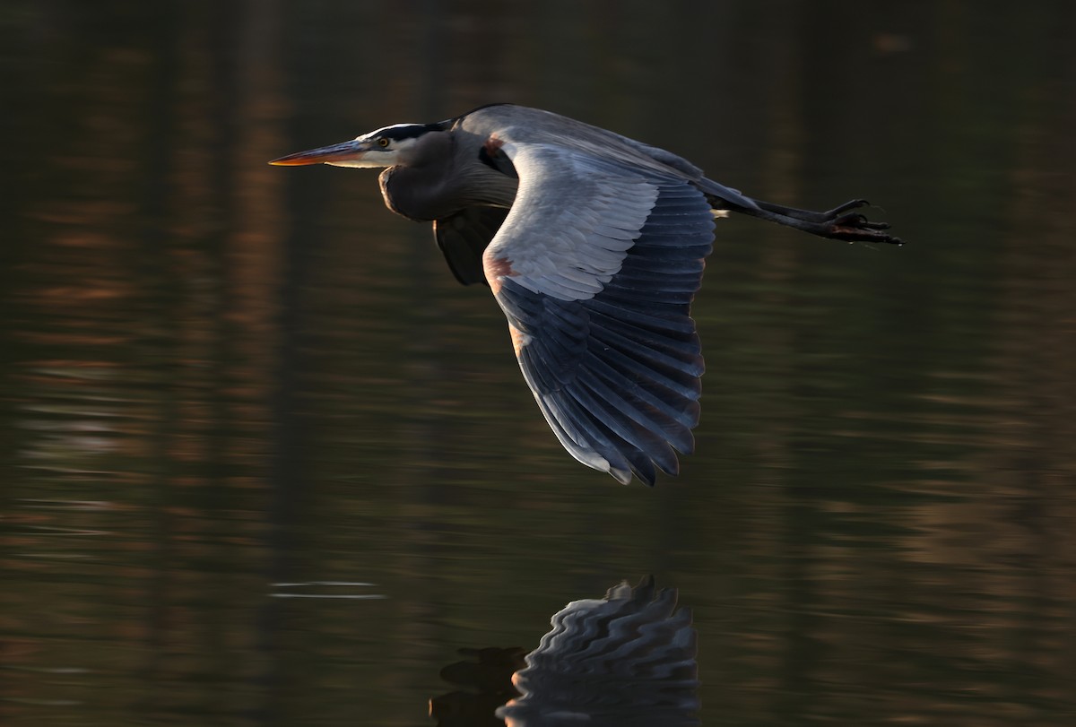 Большая голубая цапля - ML647481688