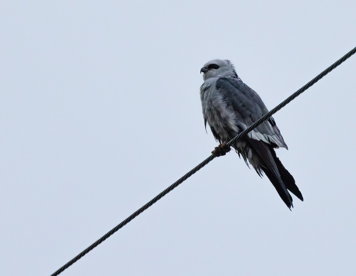 Mississippi Kite - ML647481702