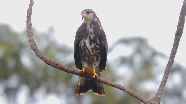 snegleglente - ML647481706