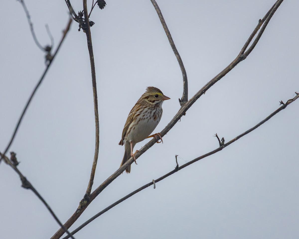 Пасовник савановий - ML647481707