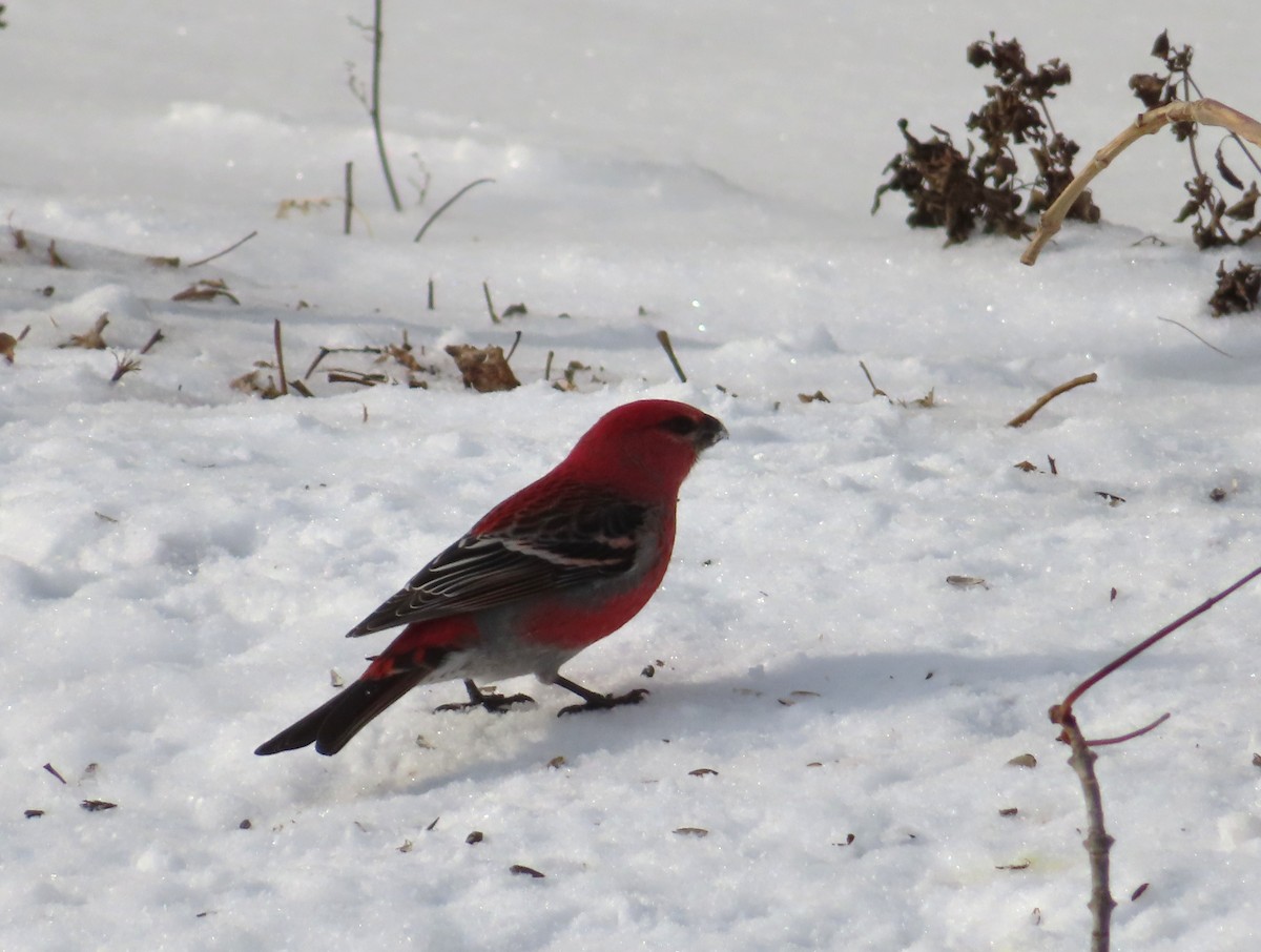 Hakengimpel - ML647481710