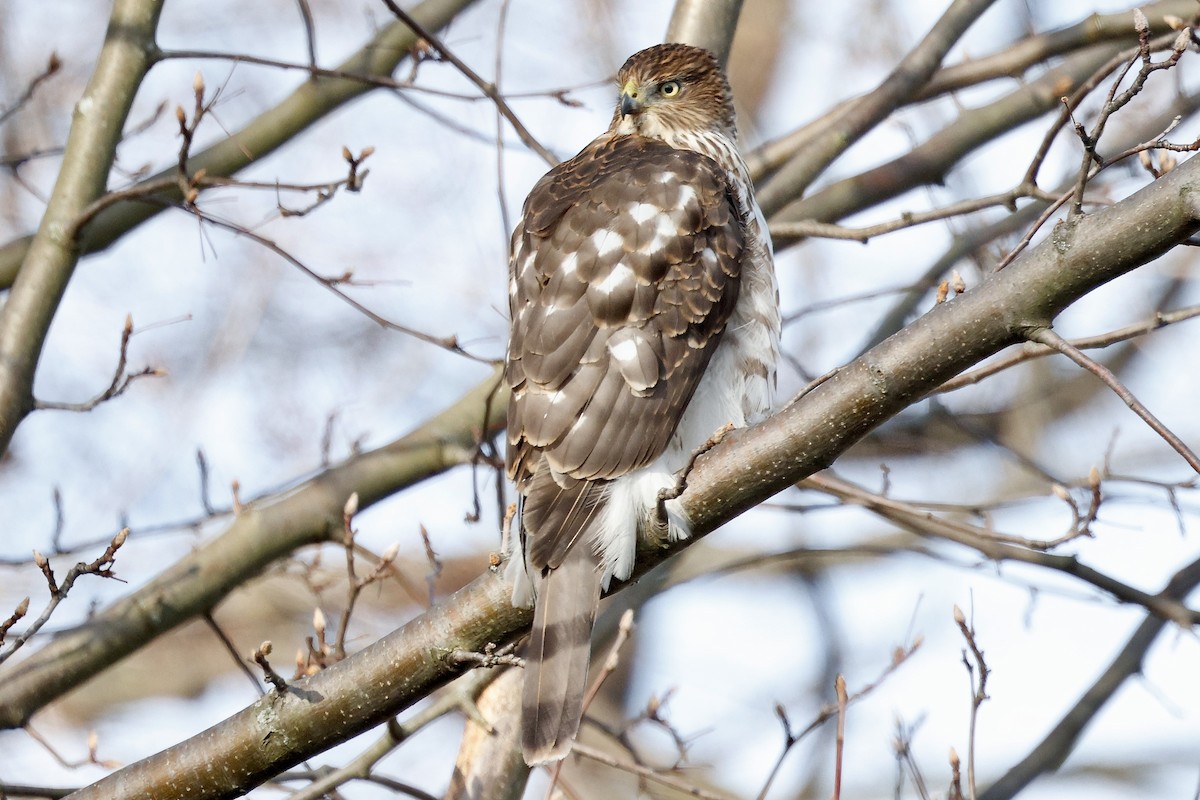 Cooper's Hawk - ML647481712