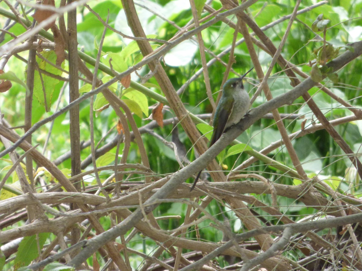 Graubauchsylphe - ML647481713