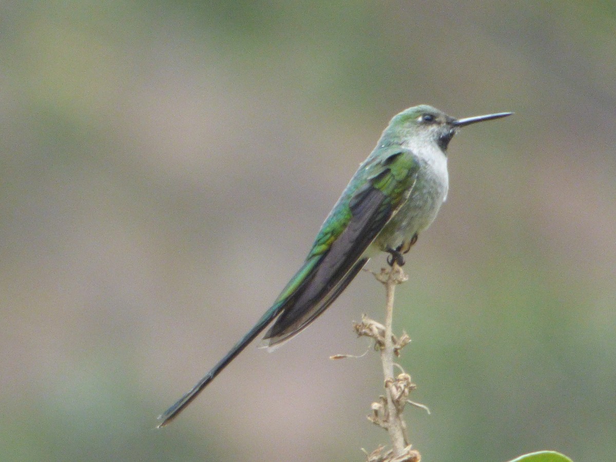 Graubauchsylphe - ML647481732