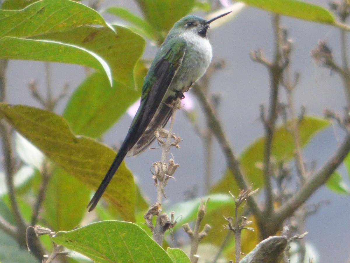 Graubauchsylphe - ML647481733