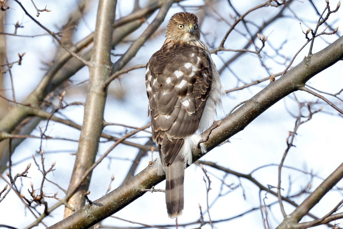 Cooper's Hawk - ML647481734