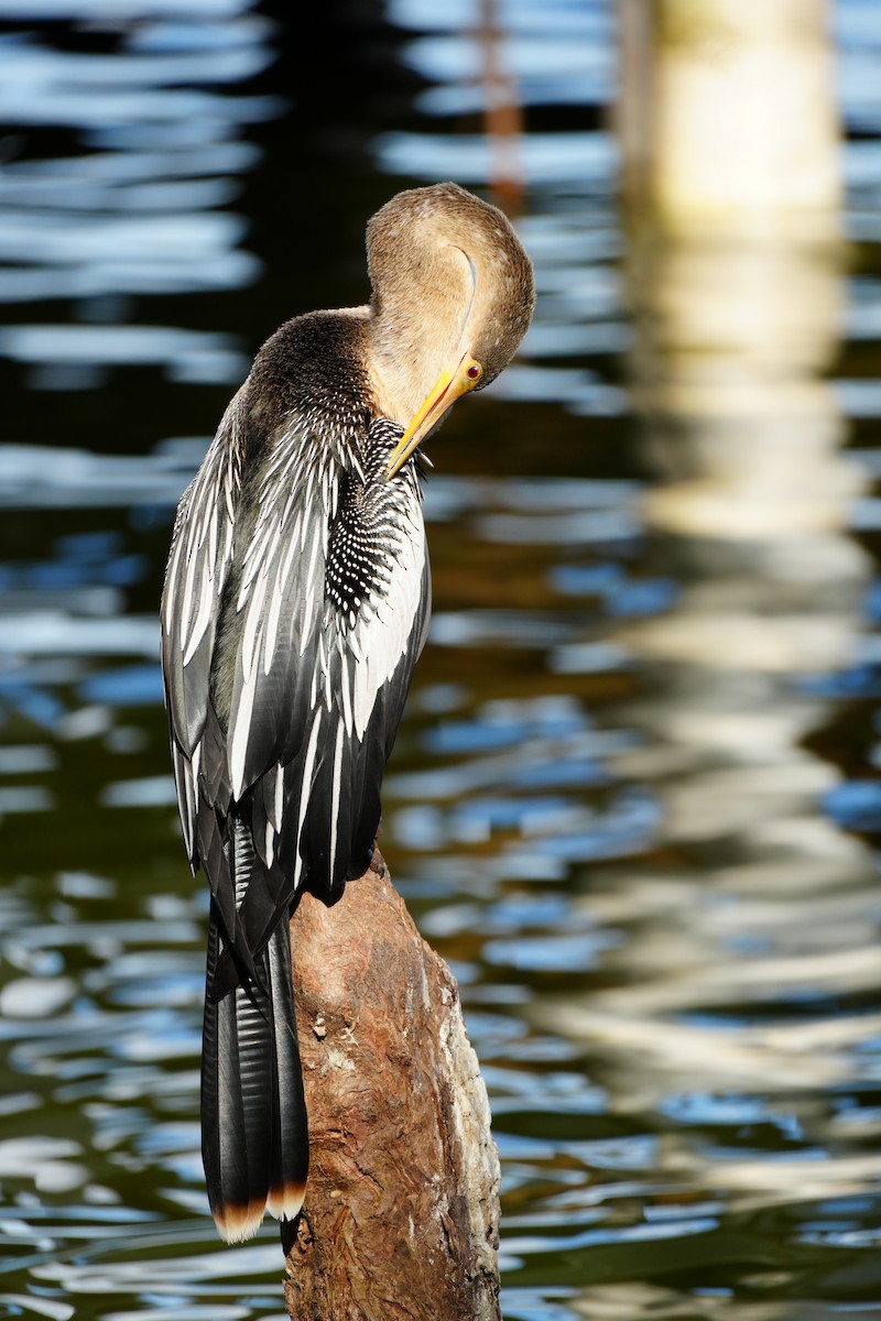 amerikaslangehals - ML647481738