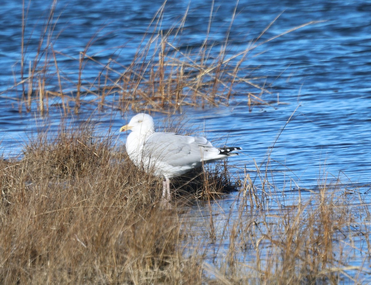 amerikagråmåke - ML647481739