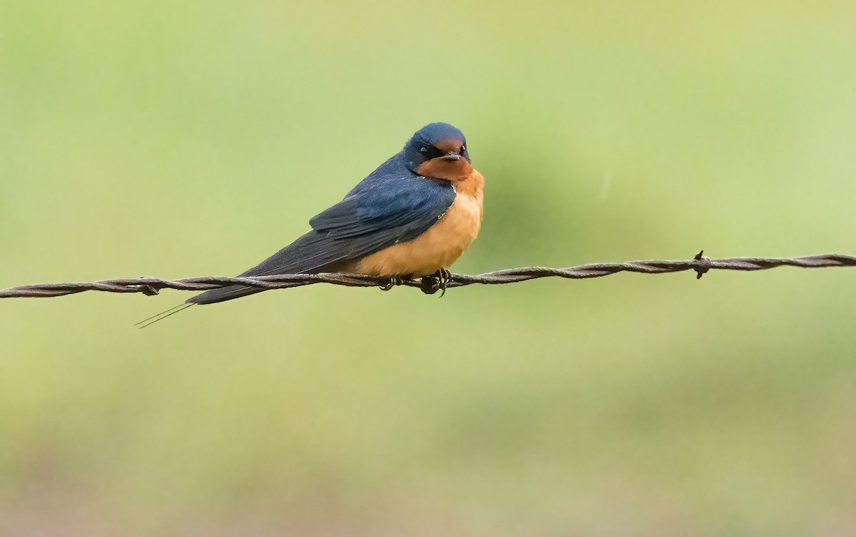 låvesvale - ML647481740