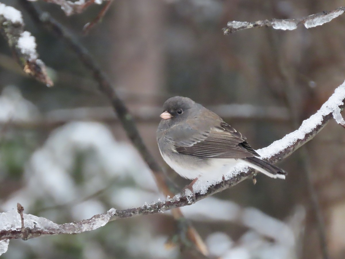 vinterjunko (hyemalis/carolinensis) - ML647481742