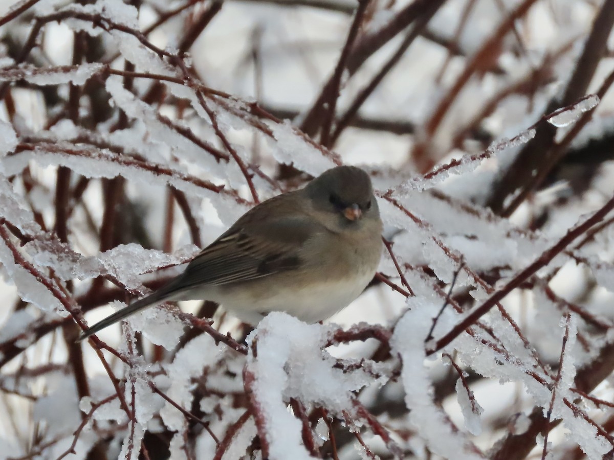 vinterjunko (hyemalis/carolinensis) - ML647481743