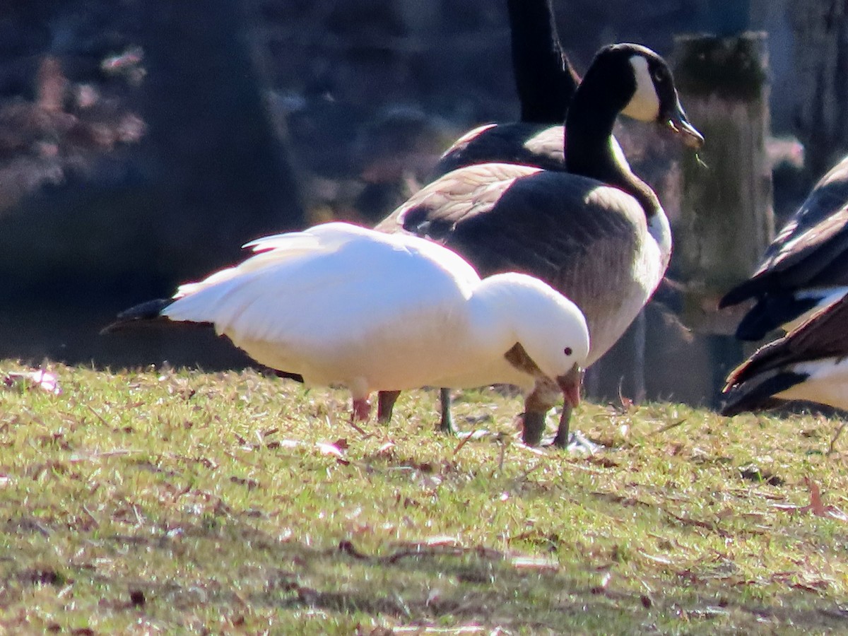 eskimogås - ML647481744