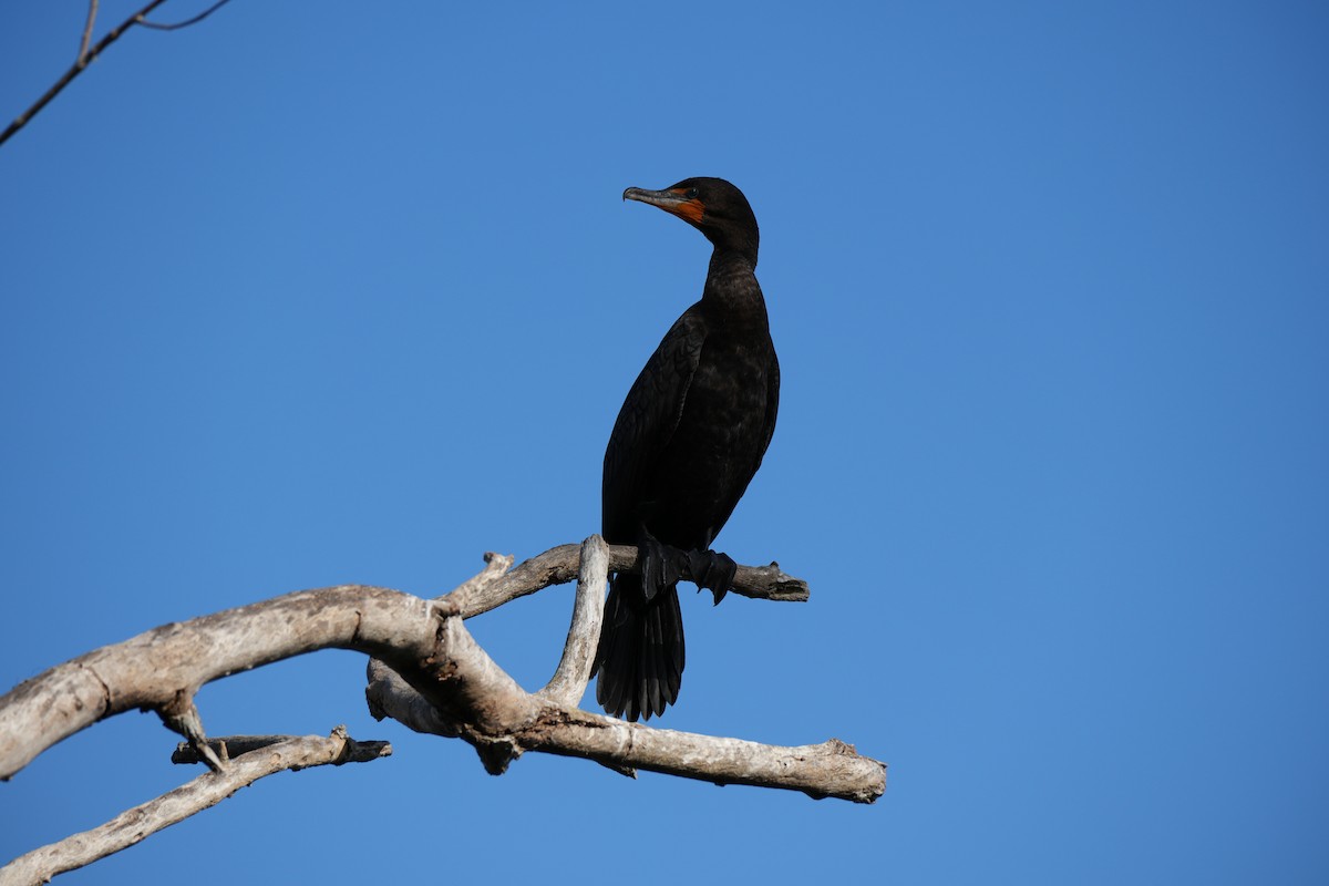 totoppskarv - ML647481745