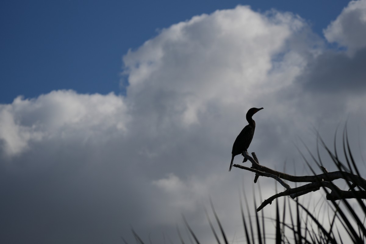 totoppskarv - ML647481746