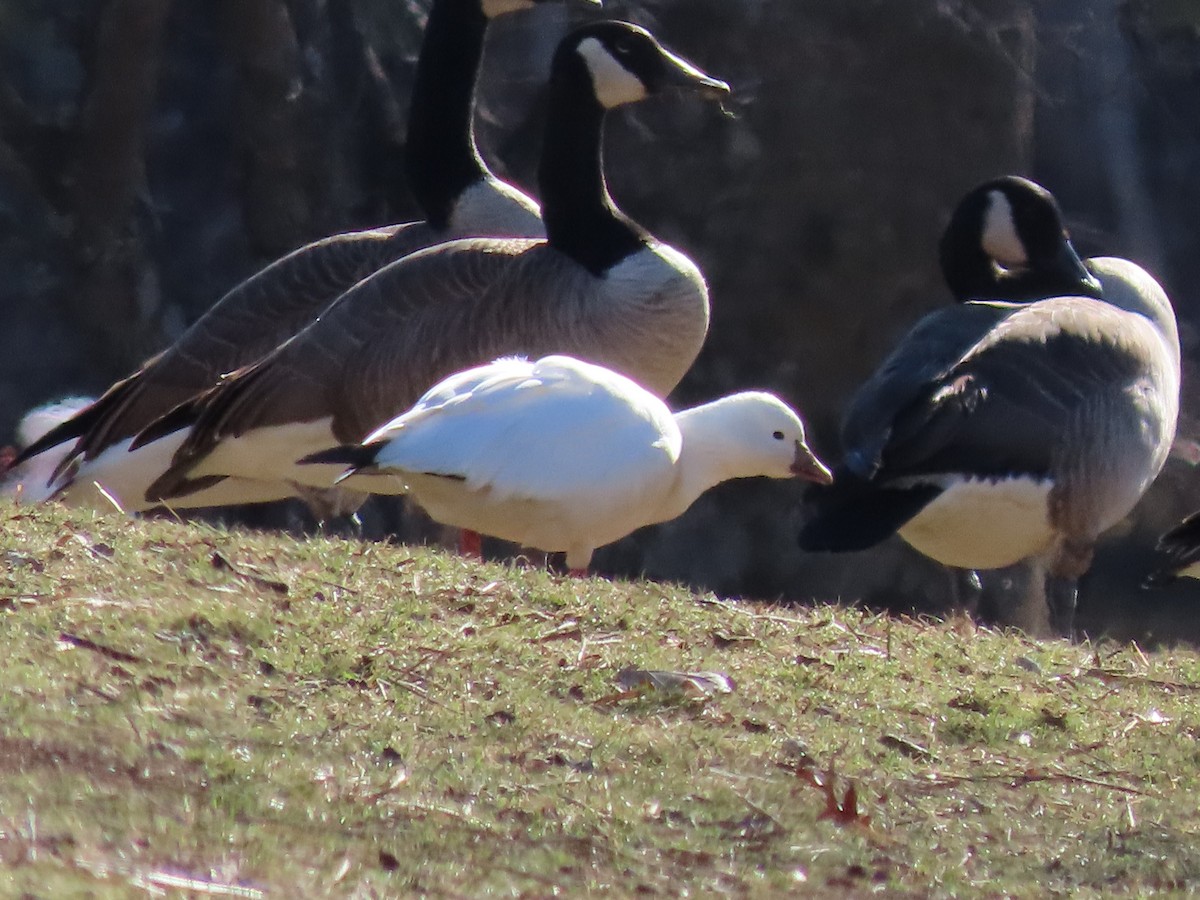 eskimogås - ML647481747