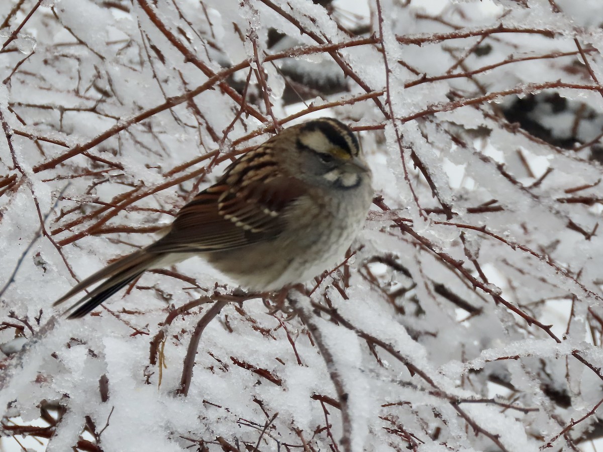 hvitstrupespurv - ML647481748