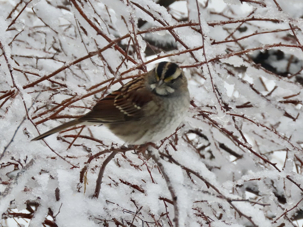 hvitstrupespurv - ML647481749