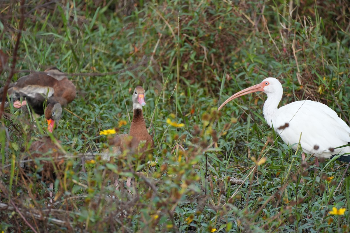 hvitibis - ML647481750