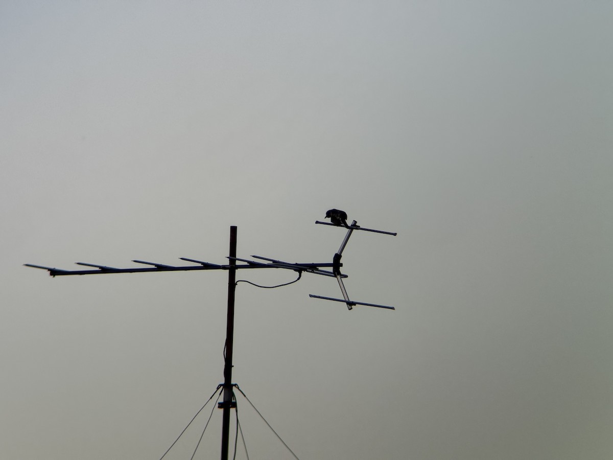 australiafikenfugl - ML647481751