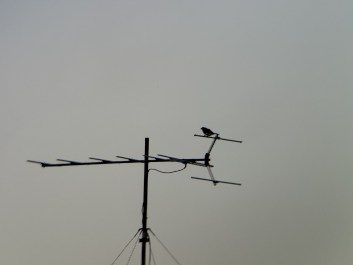 australiafikenfugl - ML647481752