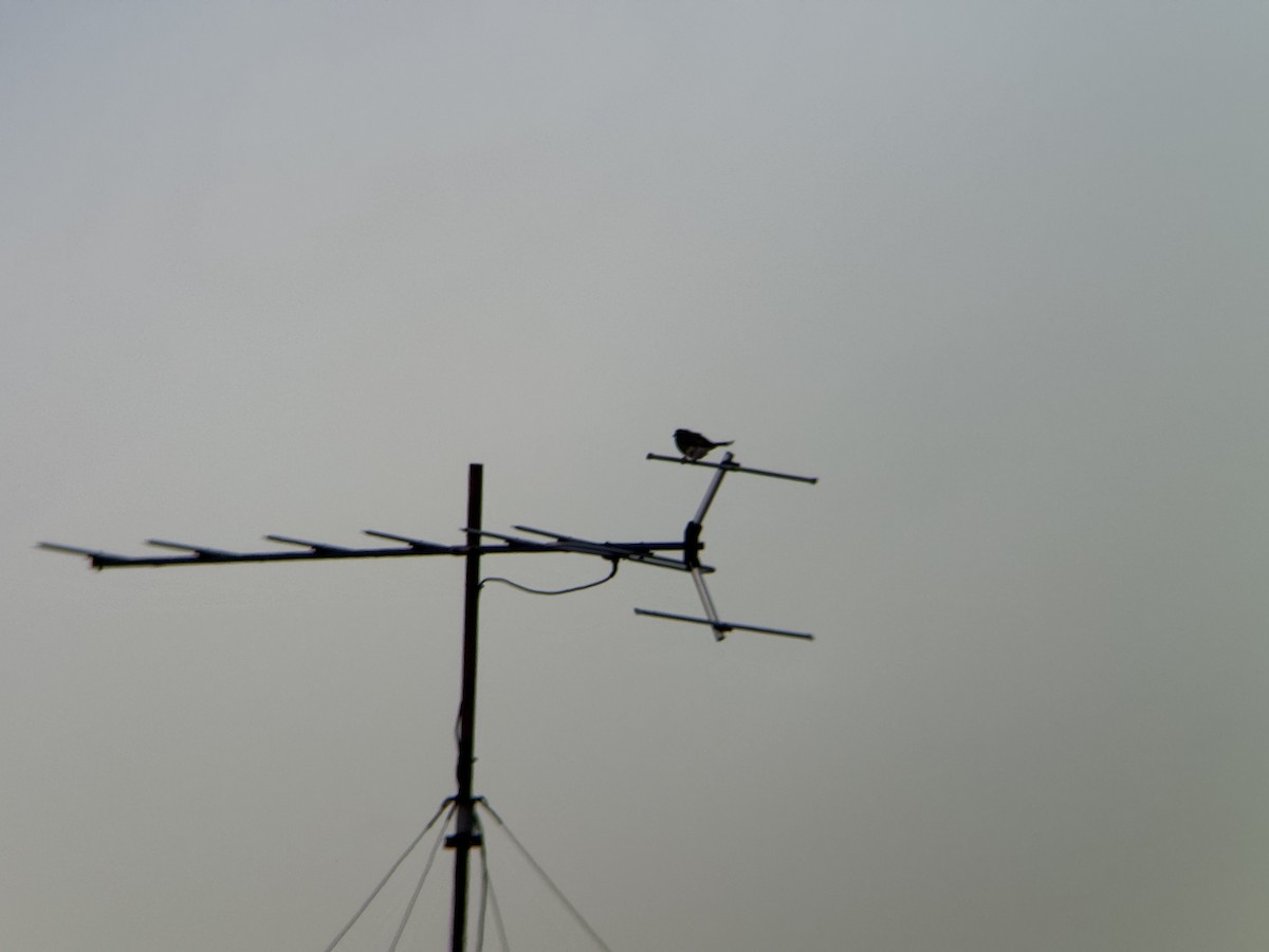 australiafikenfugl - ML647481753