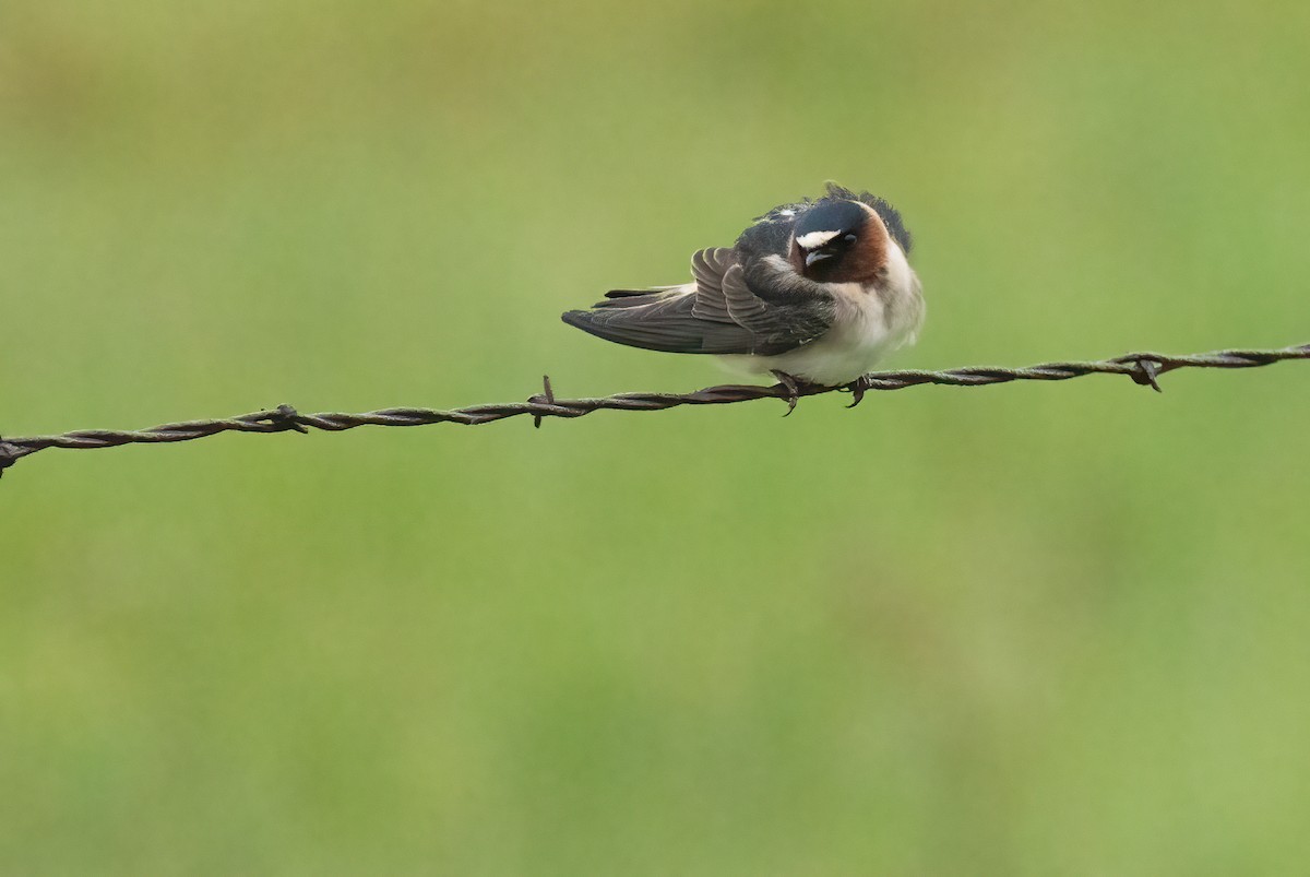 mursvale - ML647481754