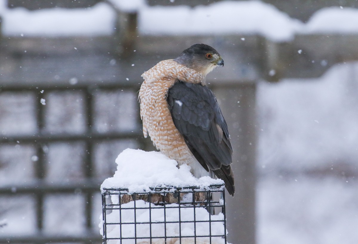 Gavilán de Cooper - ML647481755