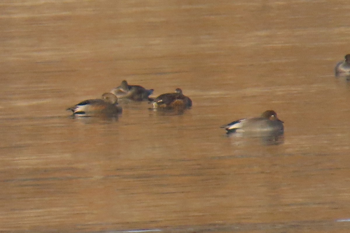 snadderand - ML647481756