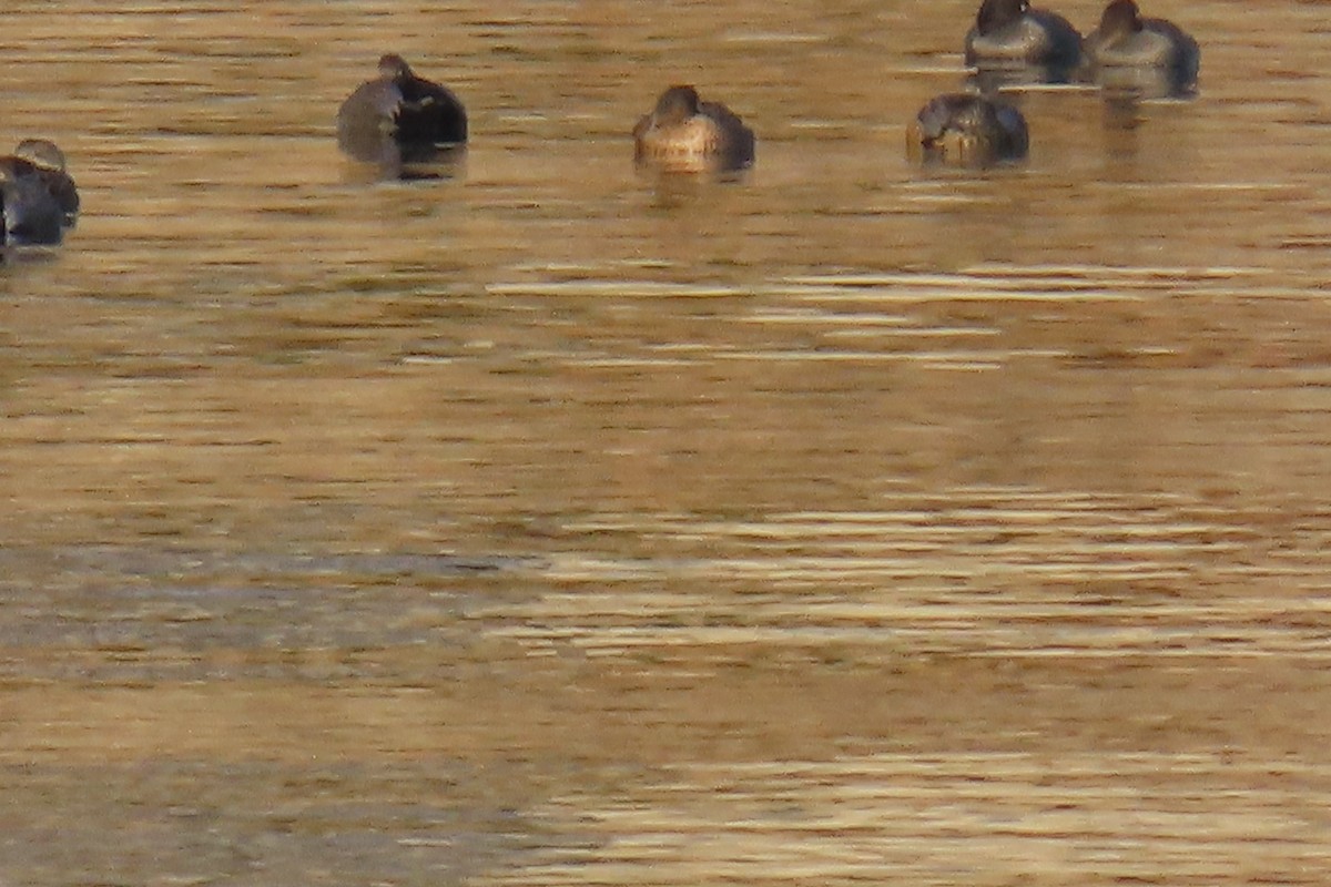 snadderand - ML647481757