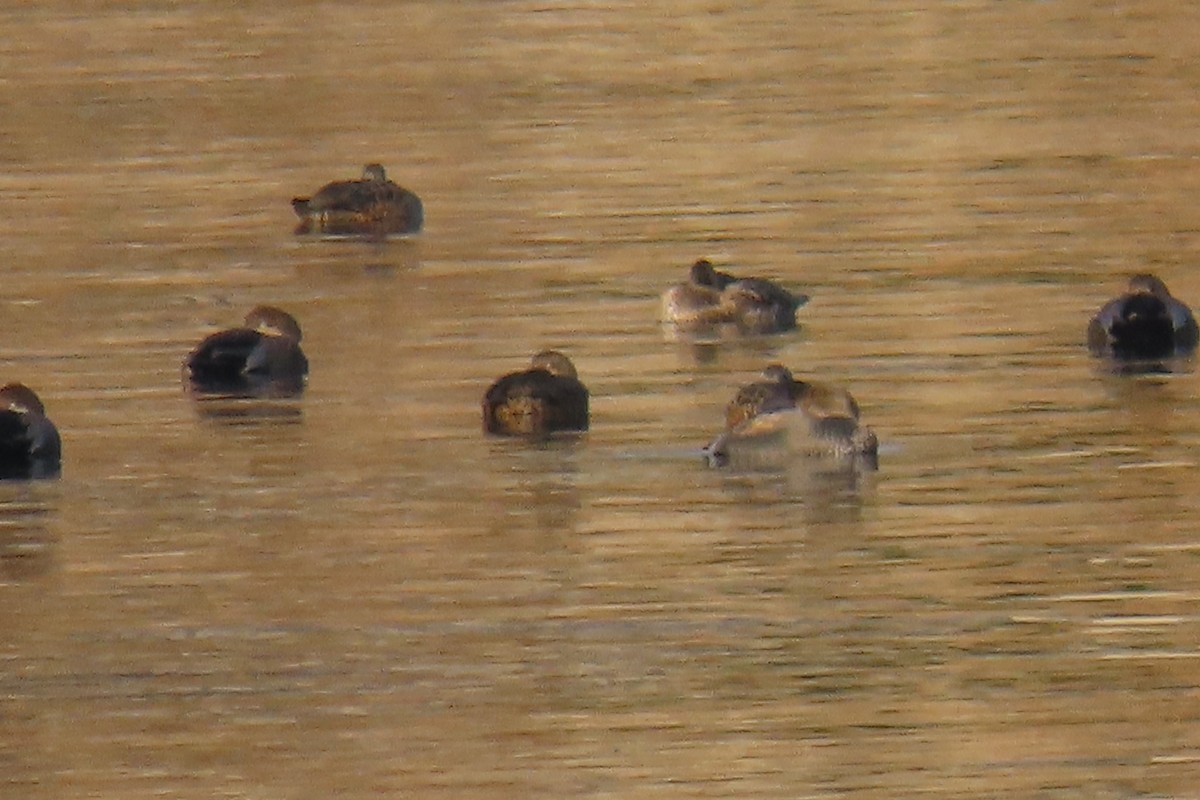 snadderand - ML647481758